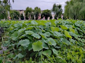 公园荷花池