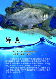 鳊鱼