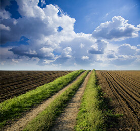 乡村蔬菜 地麦田 稻田  素材