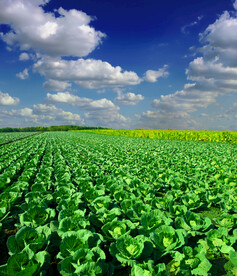 乡村蔬菜 菠菜 包菜
