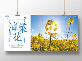 油菜花