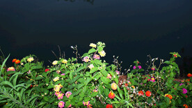 夜中野花