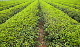 茶园图片