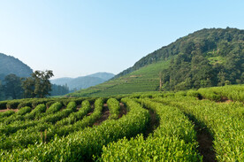 茶园