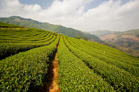 茶园