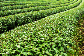 茶园