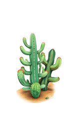 仙人掌仙人球沙漠热带植物盆栽 