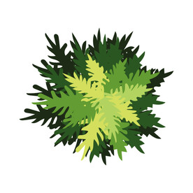 绿色植物 