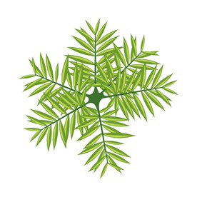 绿色植物  