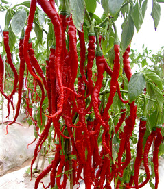 红线椒