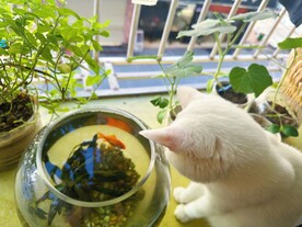 猫咪和鱼