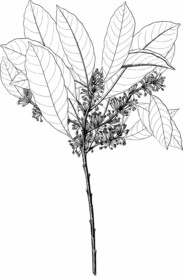 植物 艺术线条