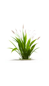 小草小花植物草地绿地草丛绿化