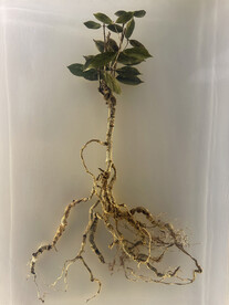 植物标本
