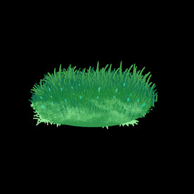 小草
