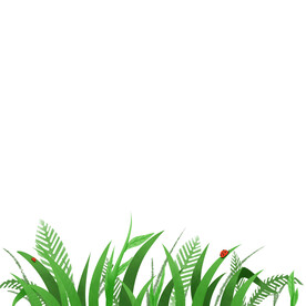 小草