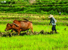 牛耕田