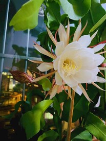 昙花