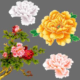 牡丹花