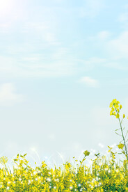 油菜花 