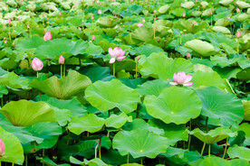 荷花