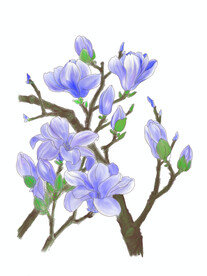 玉兰花
