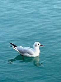 海鸥