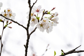 樱花