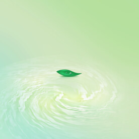 水面树叶