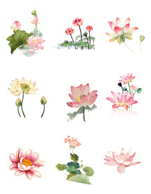 手绘荷花