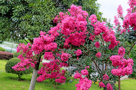 紫薇花