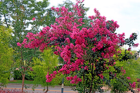 紫薇花