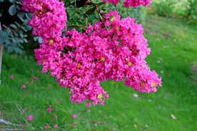 紫薇花