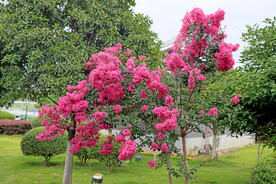 紫薇花树