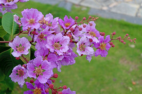 大叶紫薇花