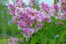 大叶紫薇花