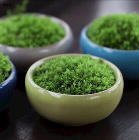 苔藓小盆景
