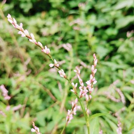 花枝