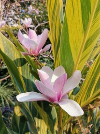 玉兰花