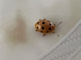 甲虫