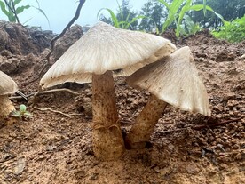 野生鸡枞菌
