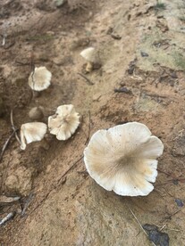 鸡枞菇