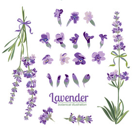手绘花卉