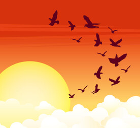 夕阳鸟群剪影