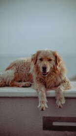 金毛犬