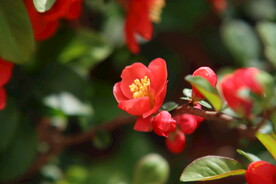 海棠花