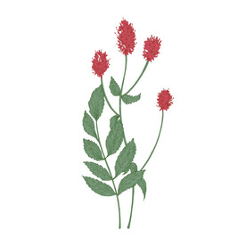 手绘花卉