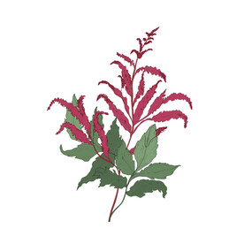手绘花卉