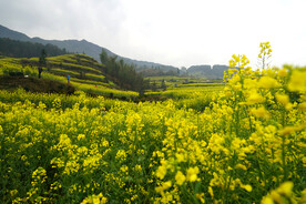 田野风景