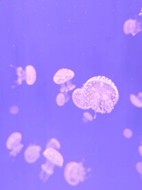 海昌海洋动物园水母